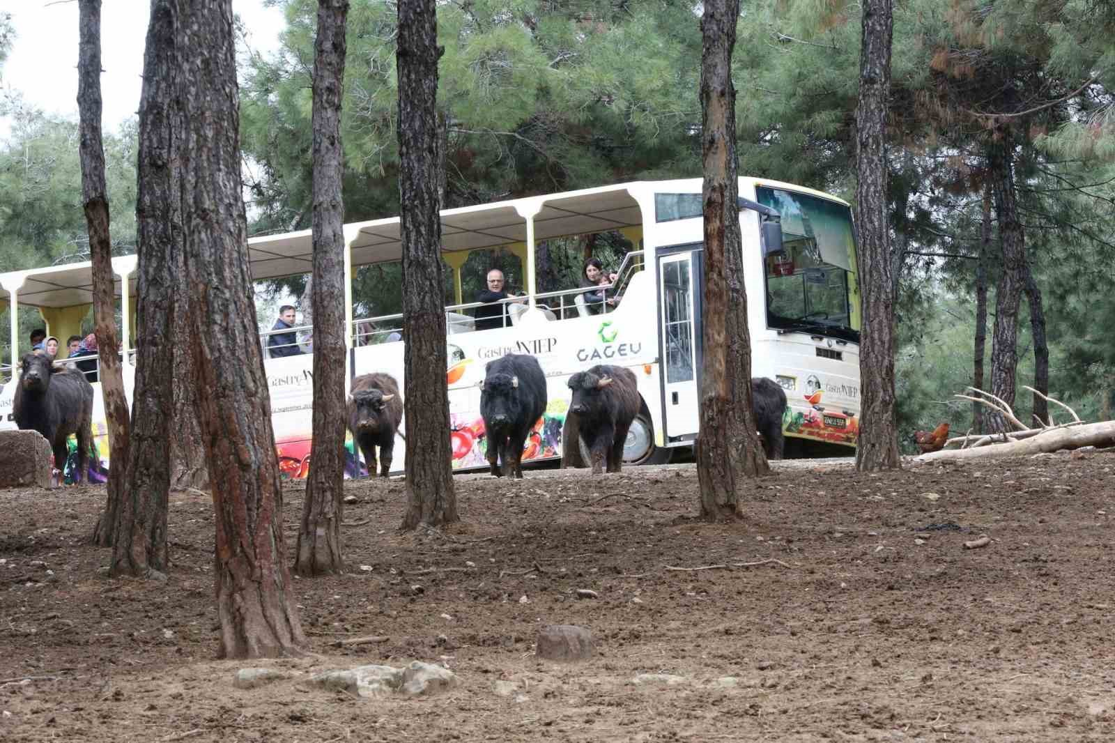 turkiyenin en buyuk hayvanat bahcesi 2025te ziyaretci rekoru kirdi 3