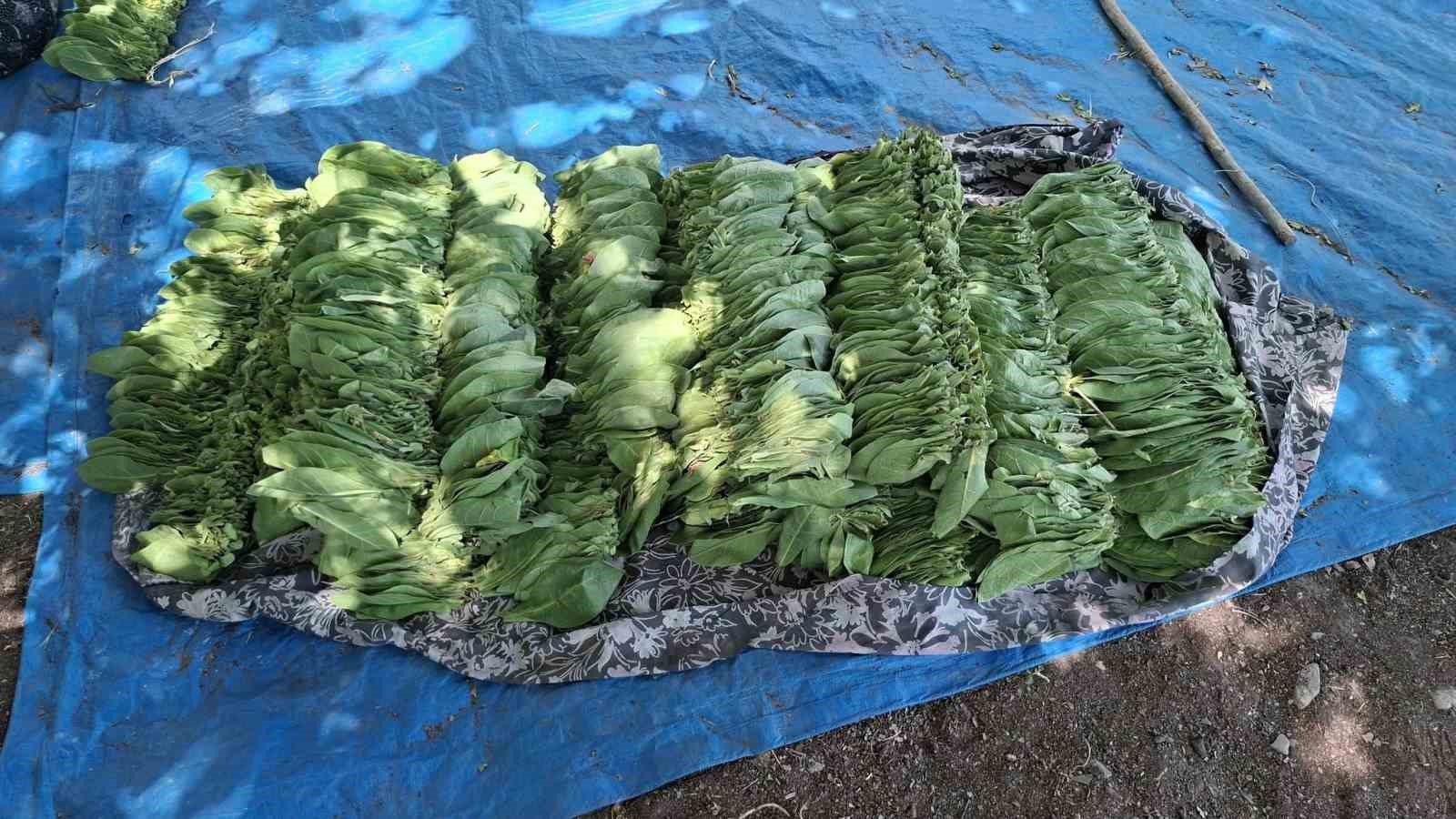 turkiyenin kaliteli tutunu tarihe karisiyor 0