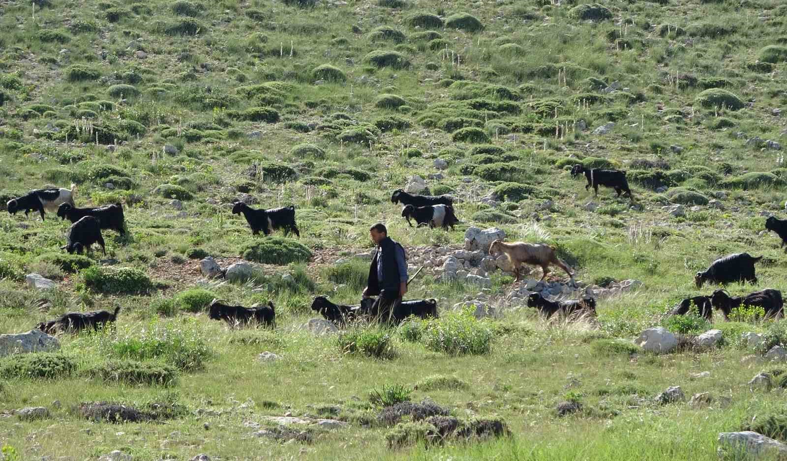 turkiyenin keci yetistirme merkezi mersin toroslar yeserdi yoruklerin zorlu mesaisi basladi 0 SmS3ymyV