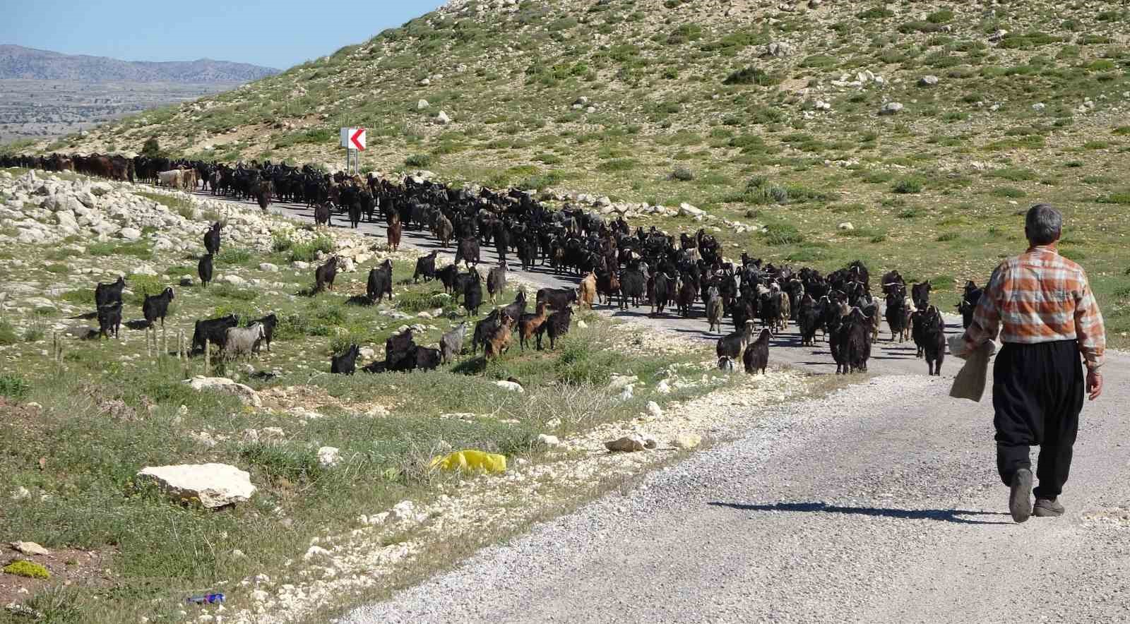 turkiyenin keci yetistirme merkezi mersin toroslar yeserdi yoruklerin zorlu mesaisi basladi 4 RrCWksMc