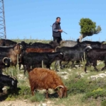 turkiyenin-keci-yetistirme-merkezi-mersin-toroslar-yeserdi-yoruklerin-zorlu-mesaisi-basladi-A2WrcNYu.jpg