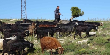 turkiyenin-keci-yetistirme-merkezi-mersin-toroslar-yeserdi-yoruklerin-zorlu-mesaisi-basladi-A2WrcNYu.jpg