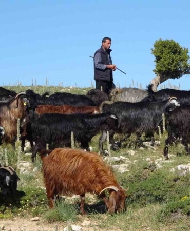 turkiyenin-keci-yetistirme-merkezi-mersin-toroslar-yeserdi-yoruklerin-zorlu-mesaisi-basladi-A2WrcNYu.jpg