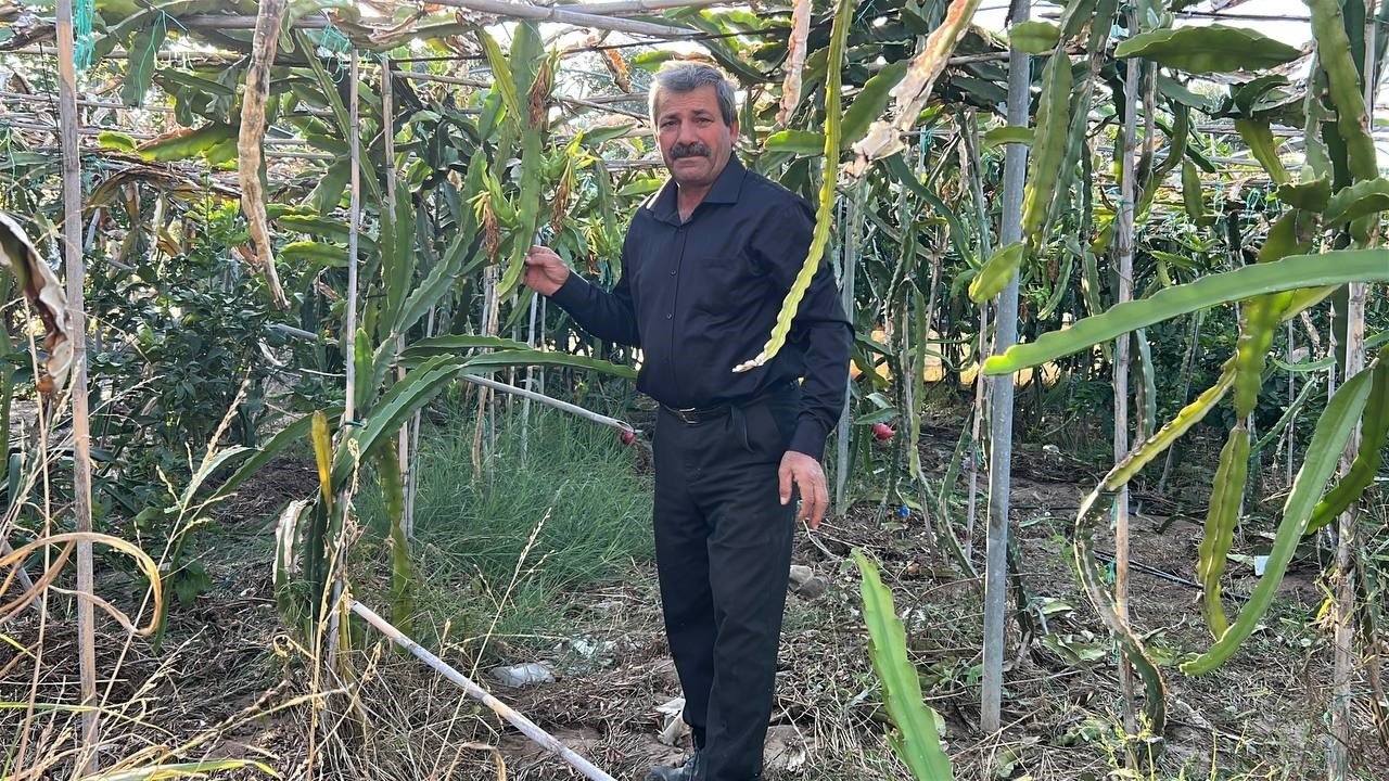 Türkiye’nin tarım merkezinde ejder meyvesi hasadı başladı, kilosu 180 TL’den alıcı buluyor 9 turkiyenin tarim merkezinde ejder meyvesi hasadi basladi kilosu 180 tlden alici buluyor 5 zSsb73JW