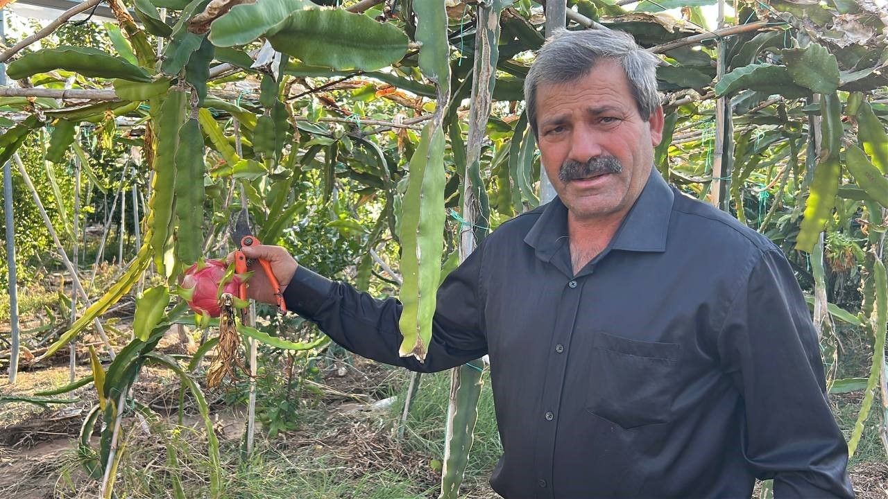 Türkiye’nin tarım merkezinde ejder meyvesi hasadı başladı, kilosu 180 TL’den alıcı buluyor 10 turkiyenin tarim merkezinde ejder meyvesi hasadi basladi kilosu 180 tlden alici buluyor 6 5lNKCH6T