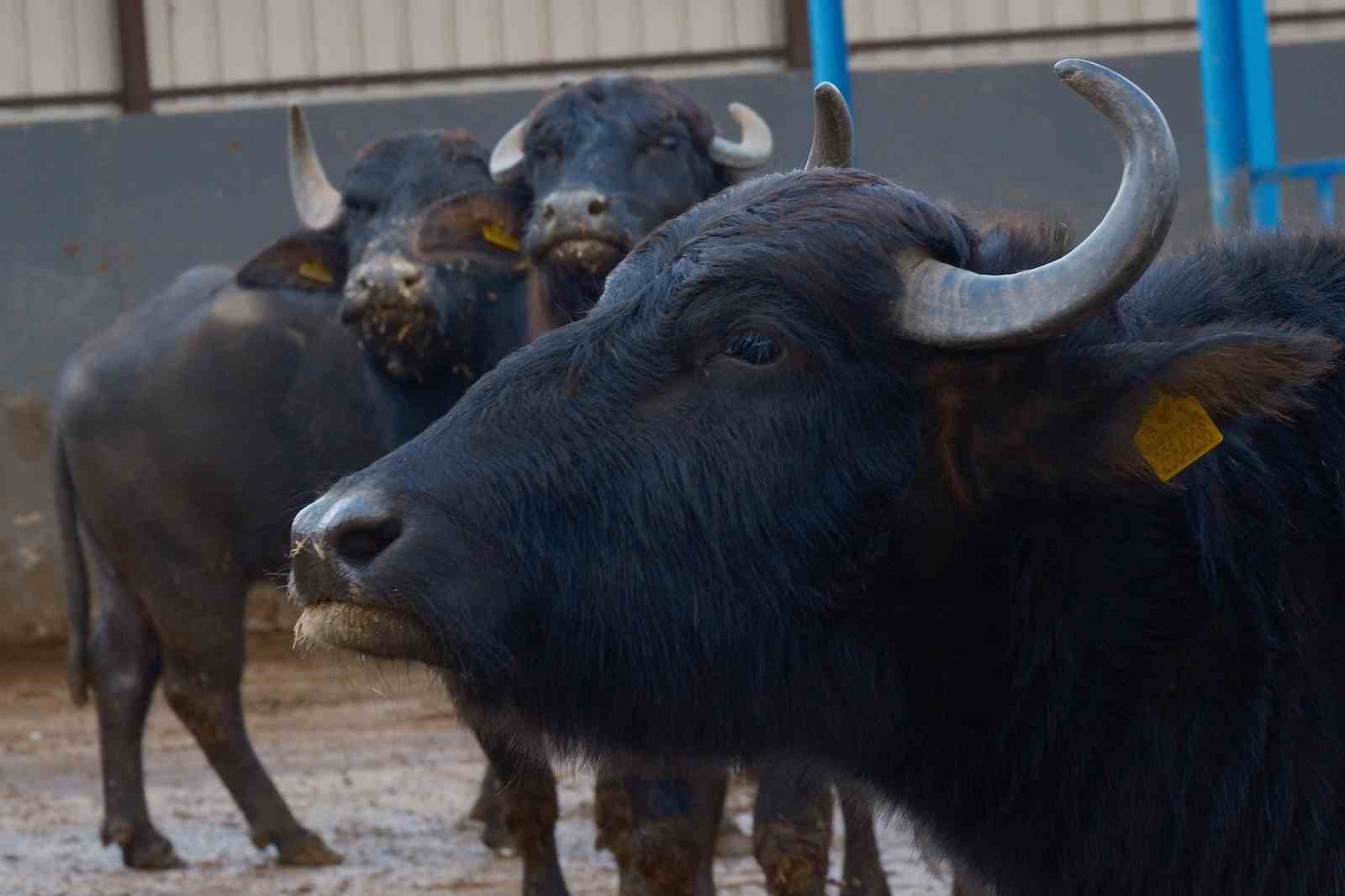 turkiyenin yeni manda irki murana sut verimi ile dikkat cekiyor 3 ZNatiP6g