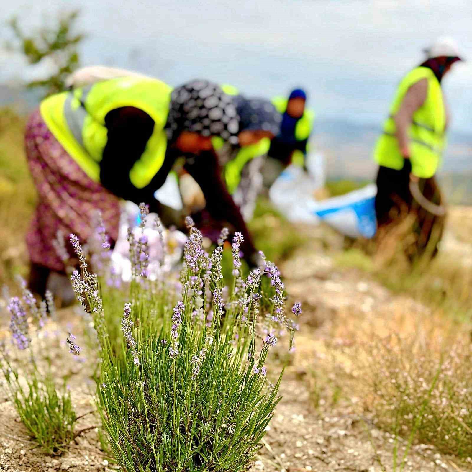 turkiyeye lavanta ihracati ile 5 yilda ekosisteme 765 bin dolar doviz girdisi saglandi 2 cn7185VV