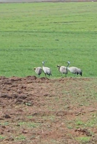 turkulere konu olan turnalar tuncelide goruntulendi 0 uchXuLOk