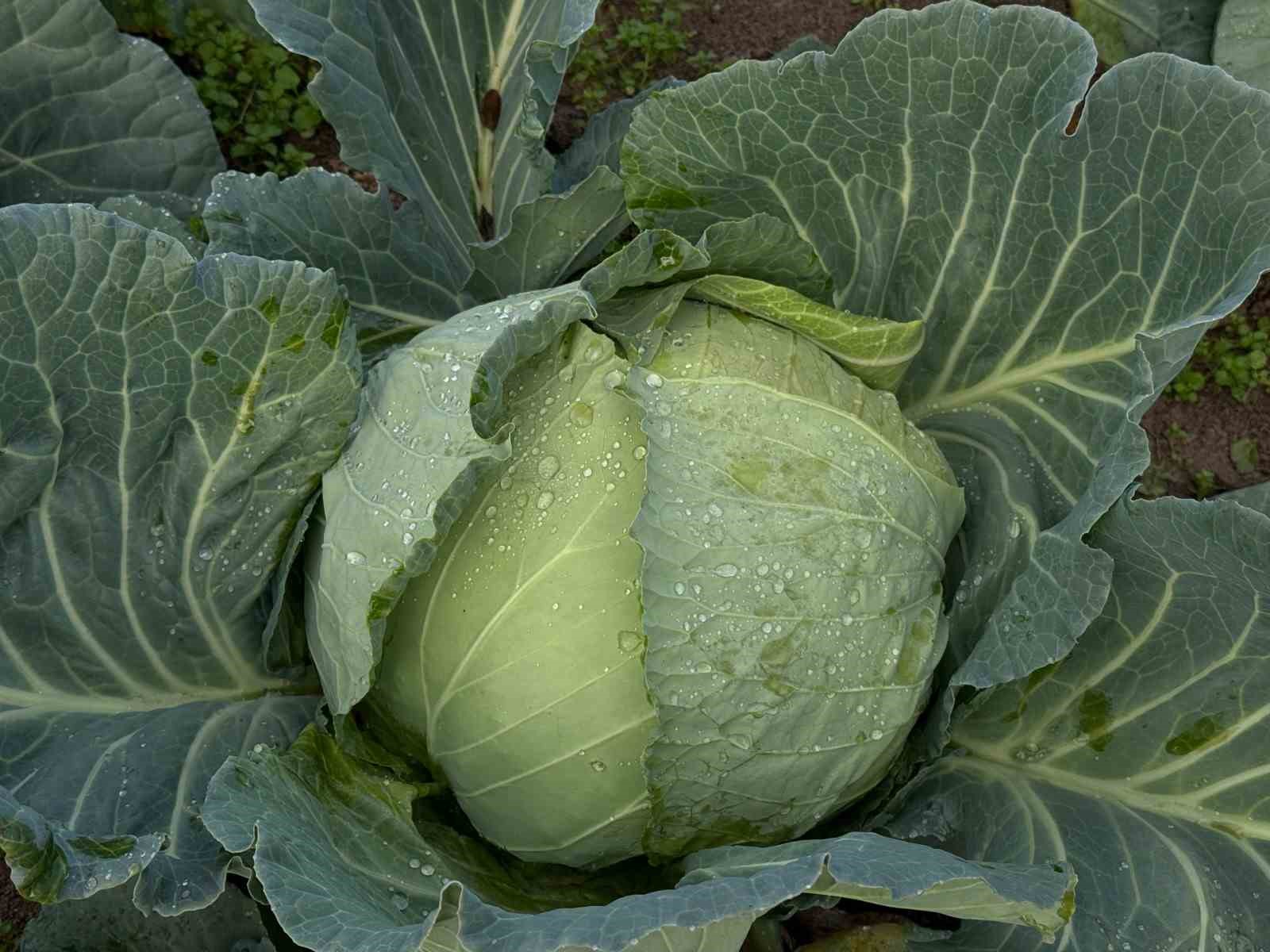 tursularin basrol oyuncusu lahananin hasadina devam ediliyor 9 VPuJt2C1
