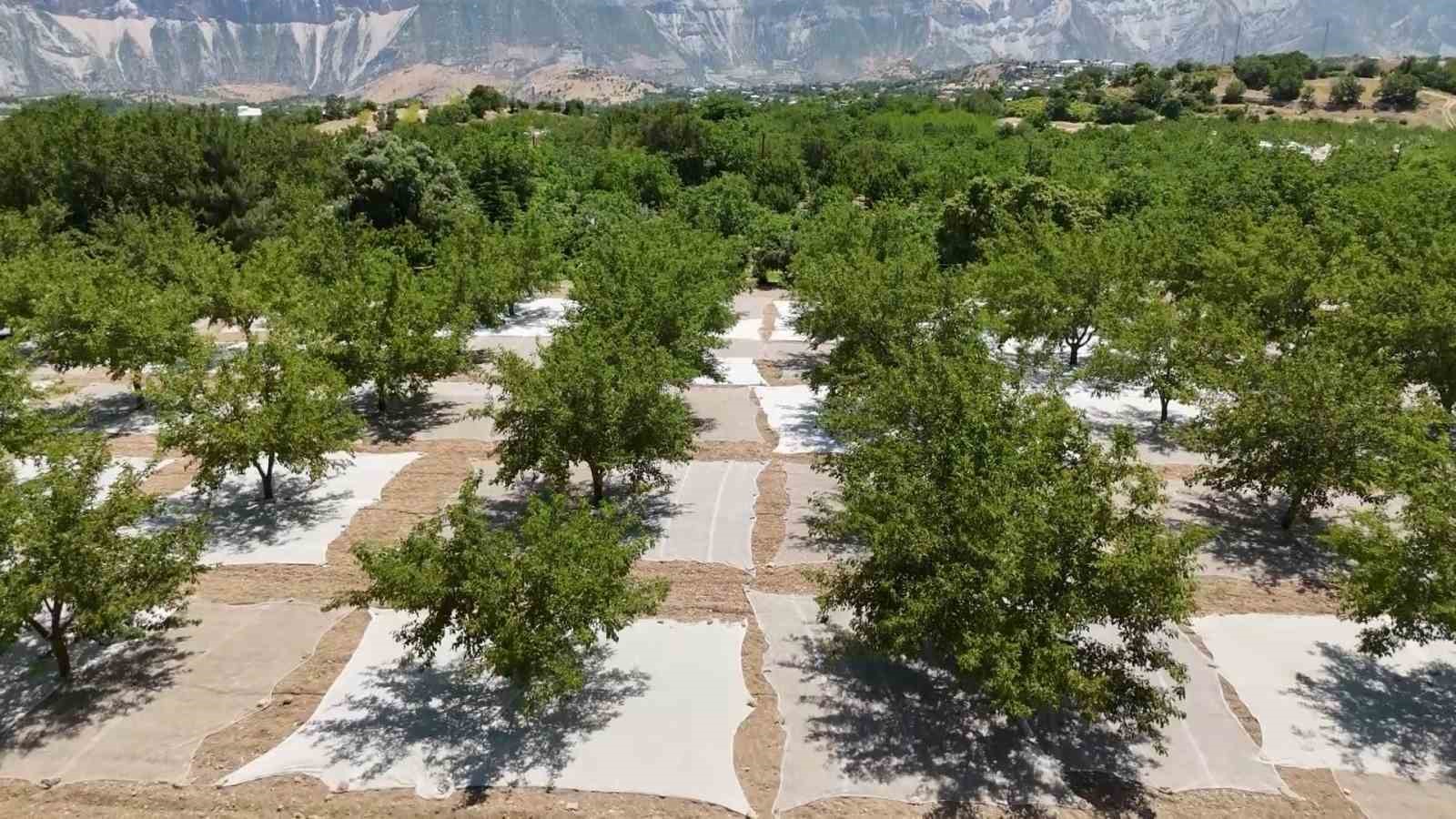 tut ilcesinde dut hasadi basladi 4 gEy7di4V