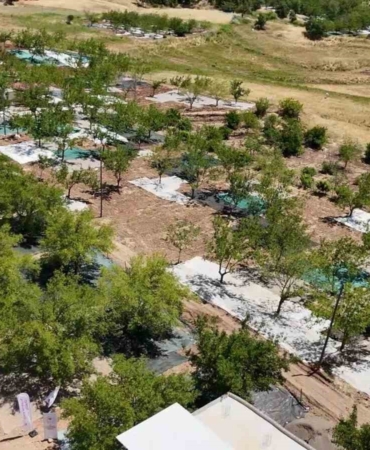 tut-ilcesinde-dut-hasadi-basladi-8bj6PxnE.jpg