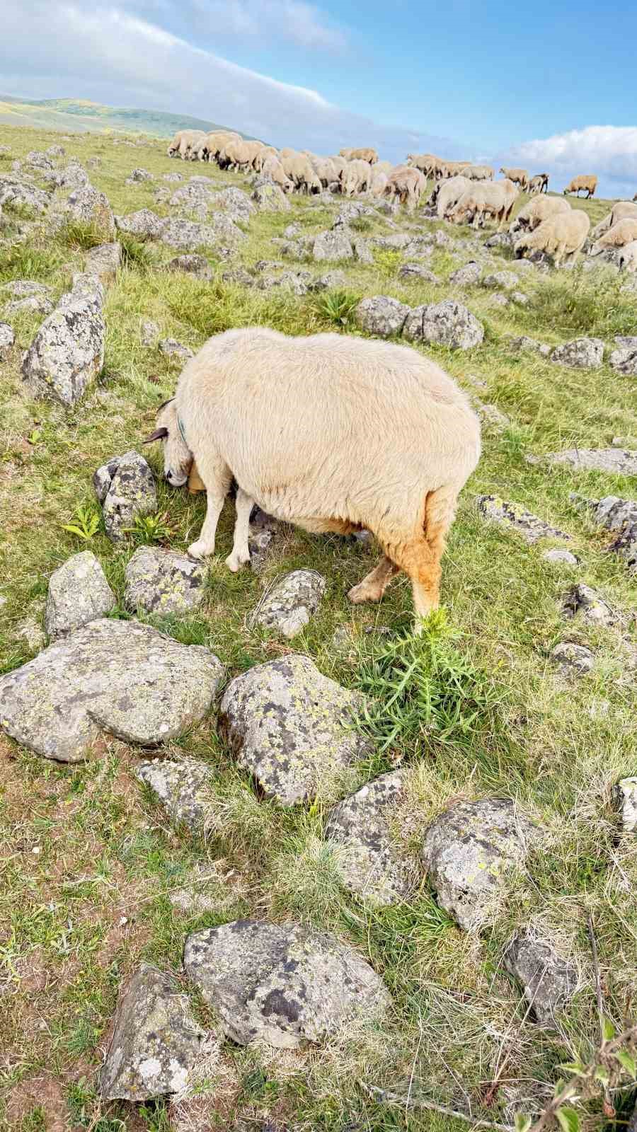 tuz tasi olarak kecilere yalatilan kayalarin turk beyliklerinin savas alanindaki mezar taslari oldugu anlasildi UOrhXPrU