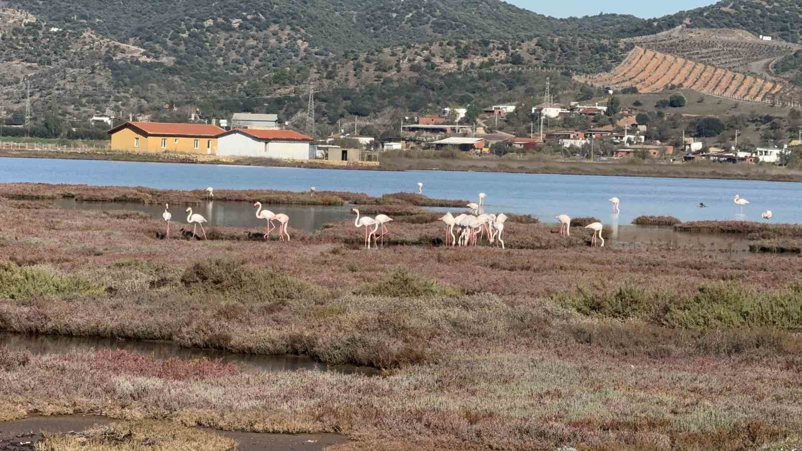 tuzla sulak alani flamingolarla renkleniyor 1 qvRCdIZH
