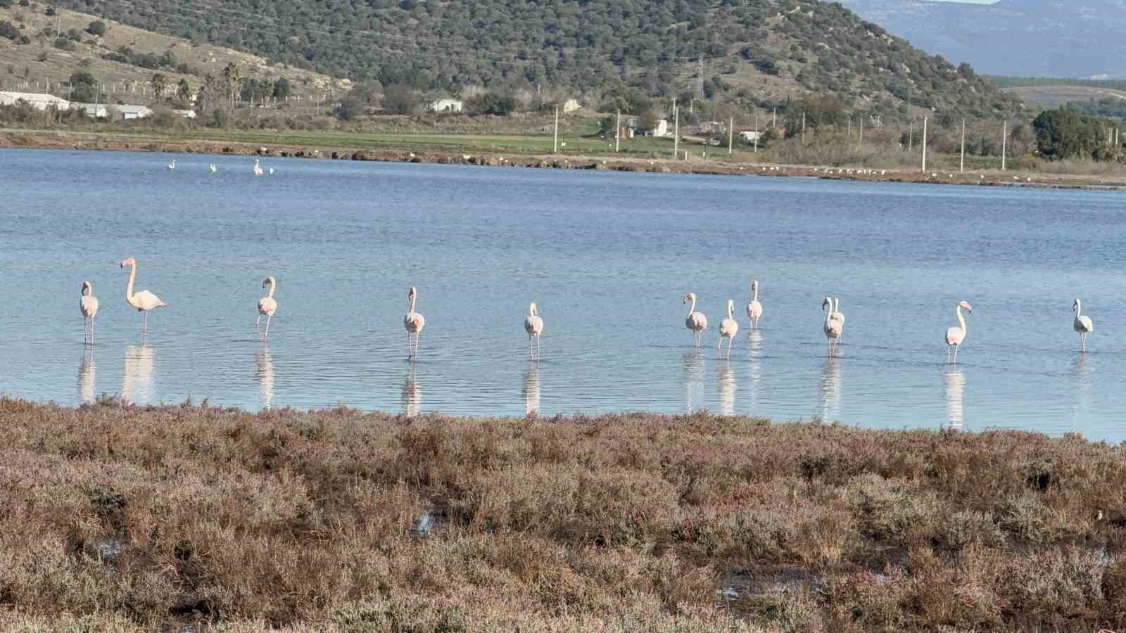 tuzla sulak alani flamingolarla renkleniyor 2 a1XbWC3b