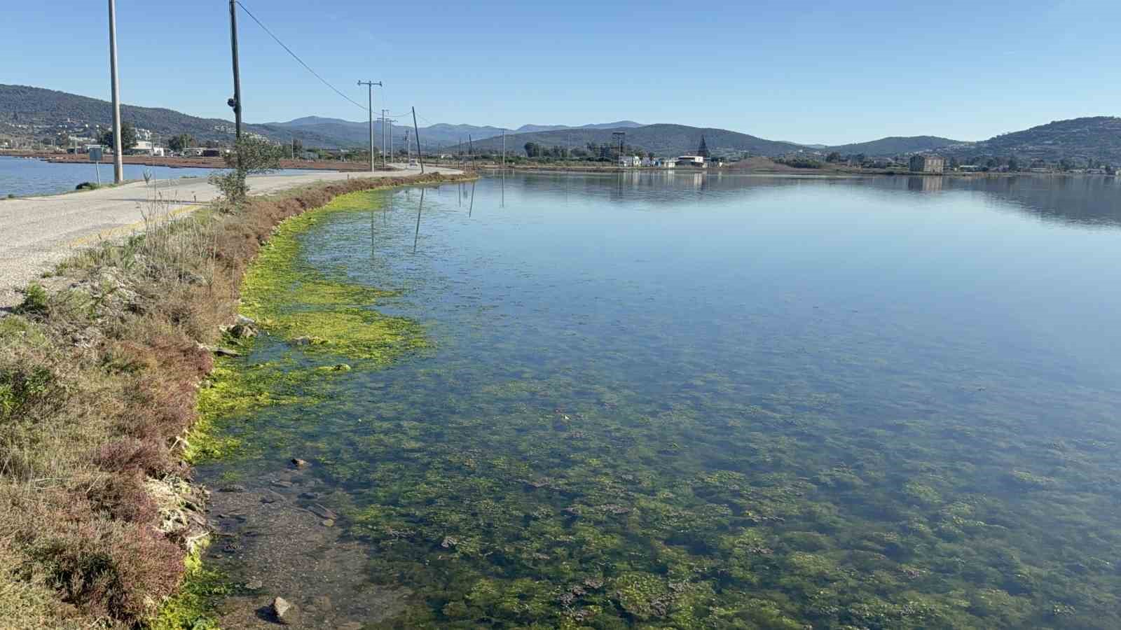 tuzla sulak alani flamingolarla renkleniyor 3 RWgSWrpi