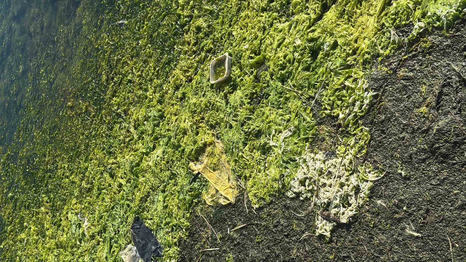 tuzla sulak alani flamingolarla renkleniyor 4 1uCUQuhI