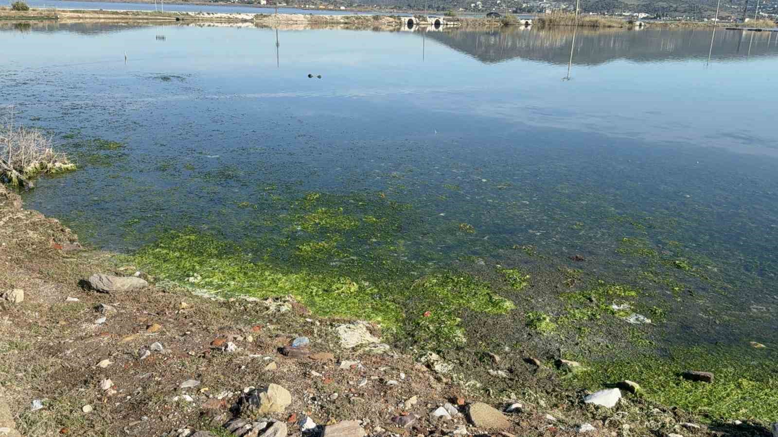 tuzla sulak alani flamingolarla renkleniyor 5 csHL8de8
