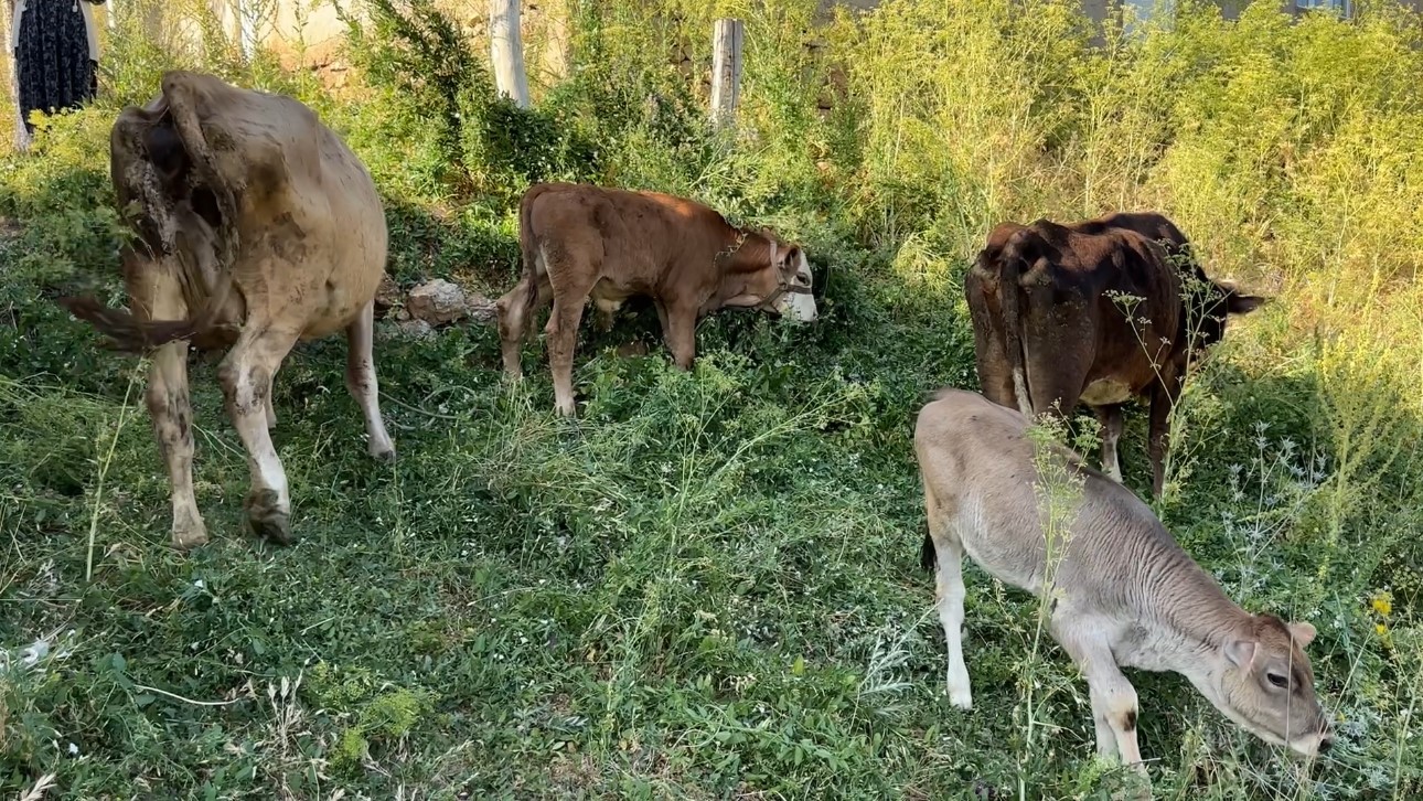 Uçurumdan düşen ineği için gözyaşı döken Ayni teyzeye yardım eli uzatıldı 5 ucurumdan dusen inegi icin gozyasi doken ayni teyzeye yardim eli uzatildi 1 7qVYAwh1