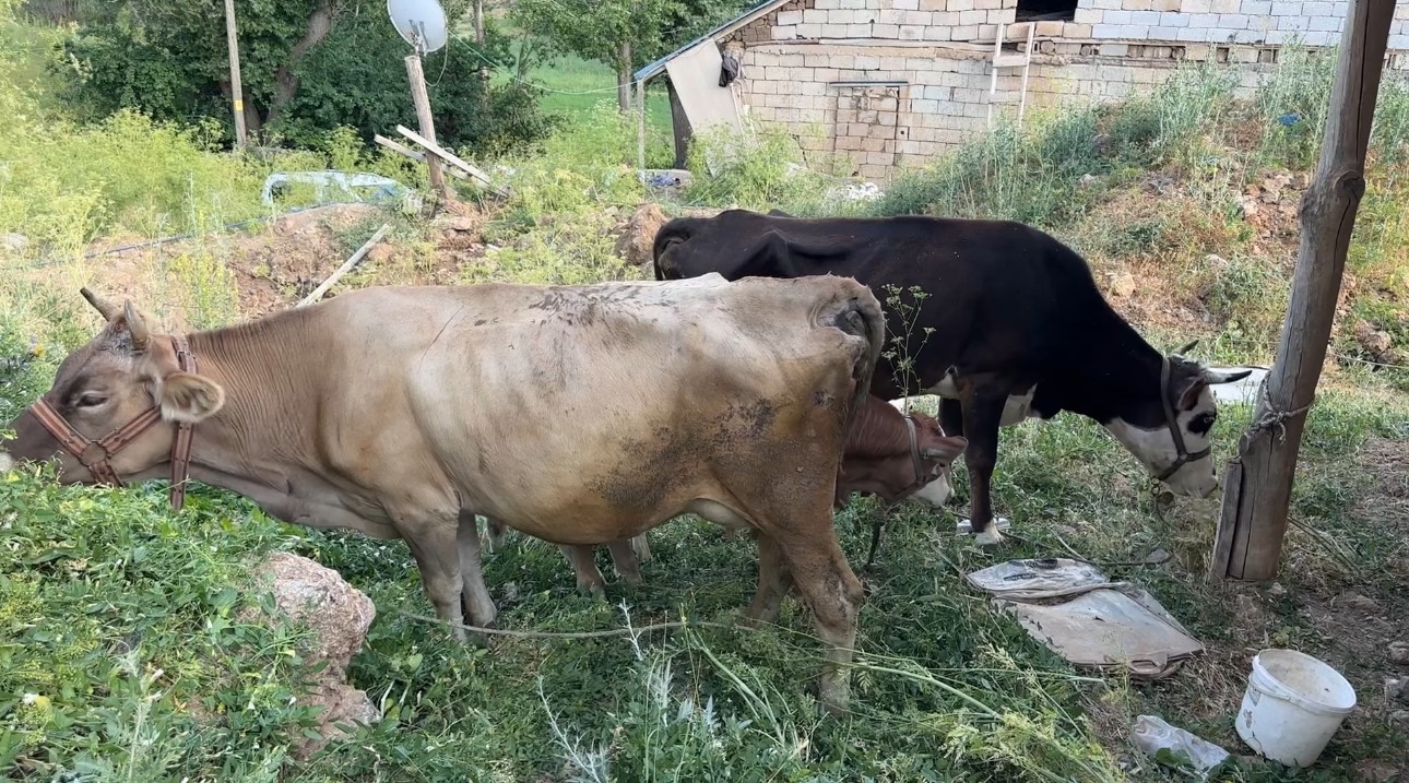 Uçurumdan düşen ineği için gözyaşı döken Ayni teyzeye yardım eli uzatıldı 10 ucurumdan dusen inegi icin gozyasi doken ayni teyzeye yardim eli uzatildi 6 nEV2OXps