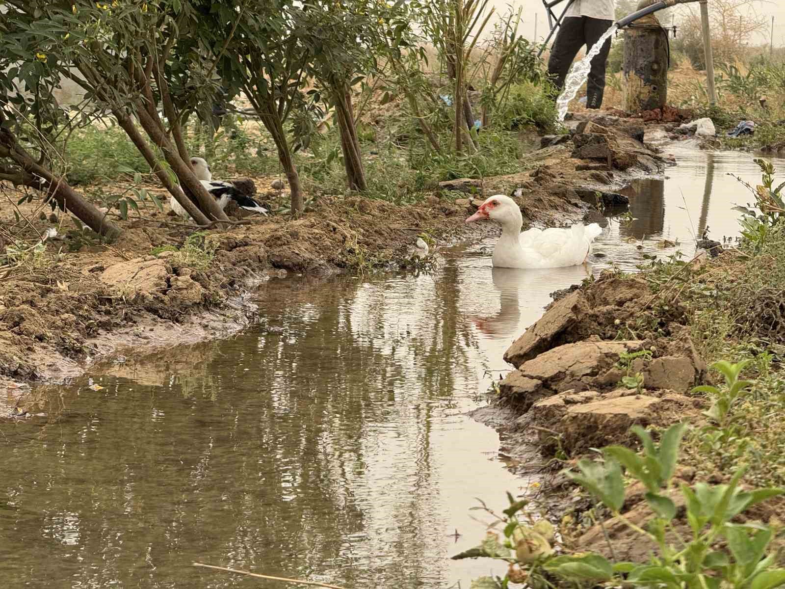 ukabderin kurdugu meyve bahcesi bir ailenin gecim kaynagi bir koyun umudu oldu 1 AUSMmFMn