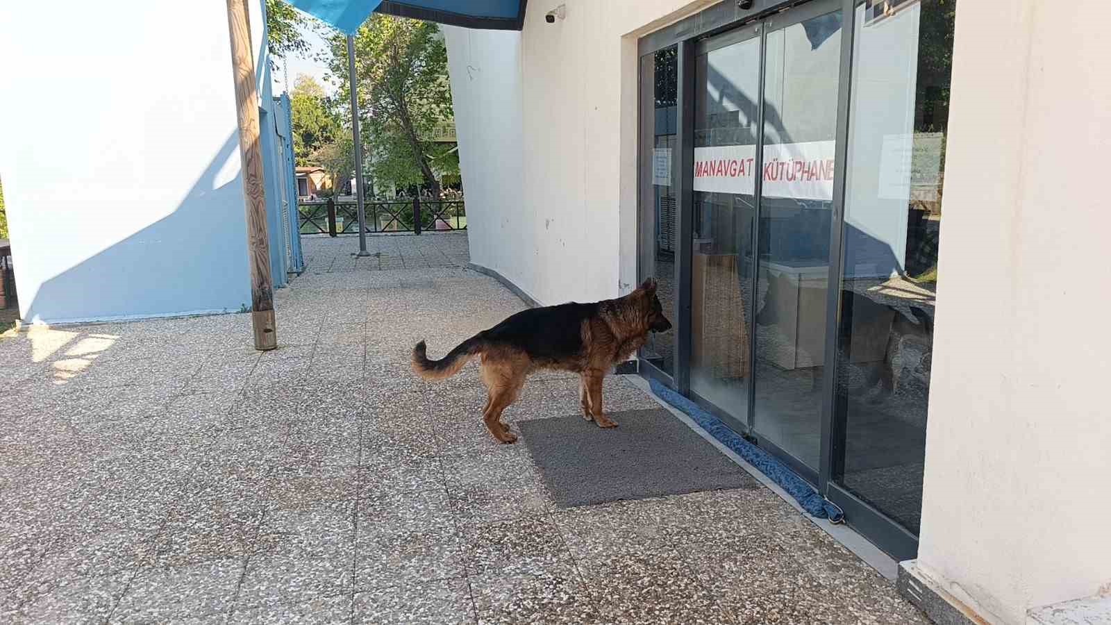 Ukraynalı kadın hayatının şokunu yaşadı, kurt köpeğiyle dalaşan kucağındaki köpeği parmağını parçaladı 6 ukraynali kadin hayatinin sokunu yasadi kurt kopegiyle dalasan kucagindaki kopegi parmagini parcaladi 2 HLpKzLpd