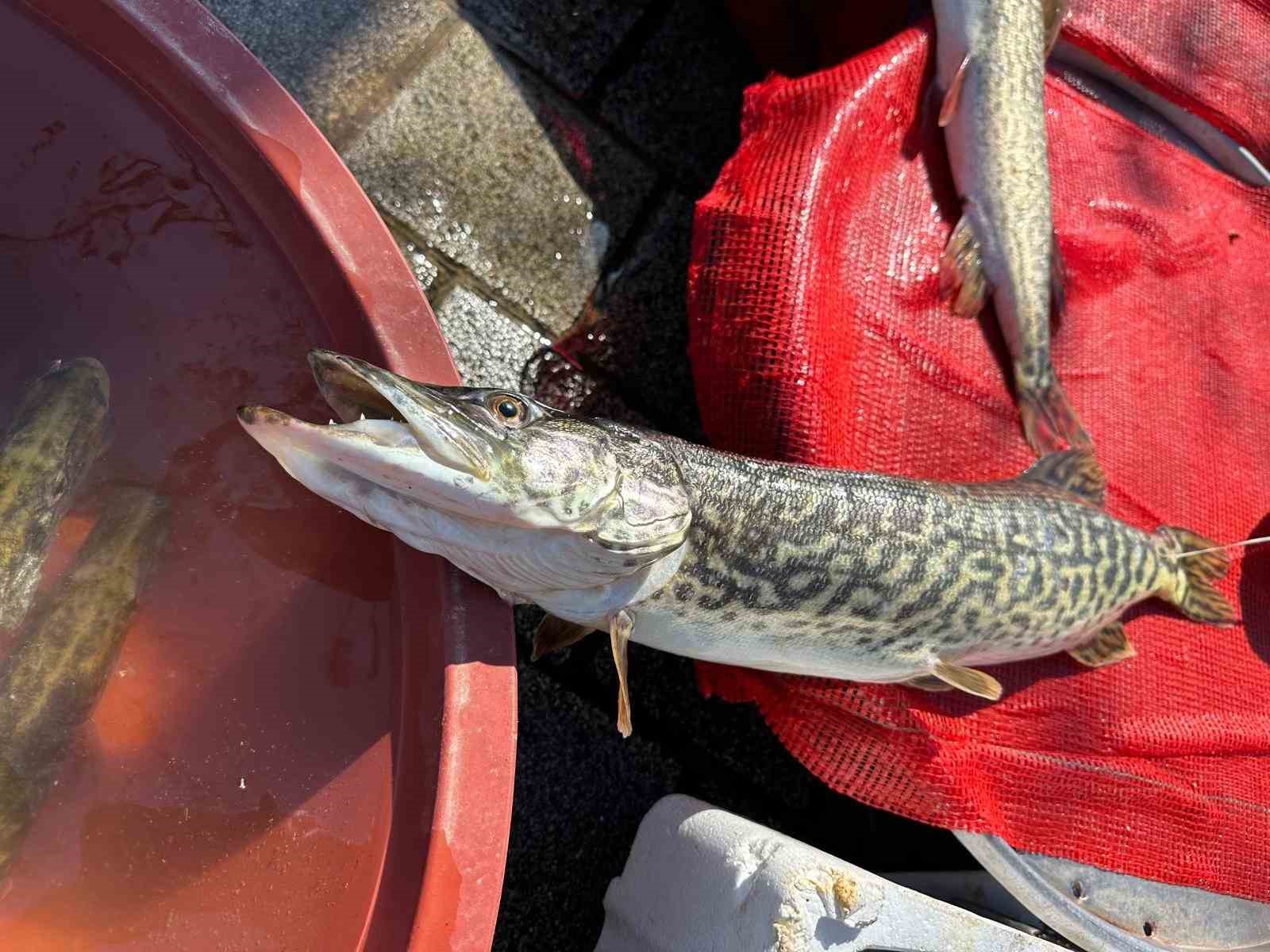 ulubat golunde su cok olunca yakalanamayan turna sezonu pahali acildi 2 gVqBYp8g