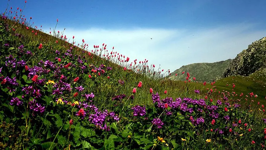 uludag bitkiler