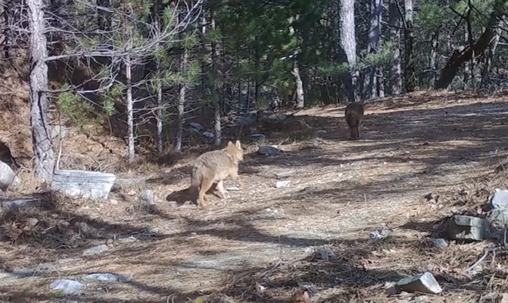 uludagda altin cakallar fotokapana yakalandi 1 YRapSwV6