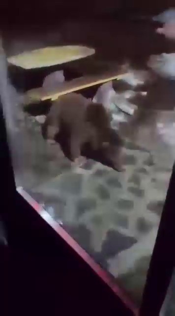 uludagda ayi ailesi kameradaani hareket panige neden oldu 1 8RjNE7DD