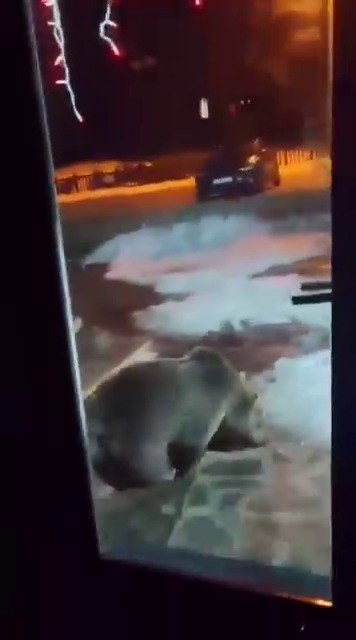 uludagda ayi ailesi kameradaani hareket panige neden oldu 2 9rbu7QMz