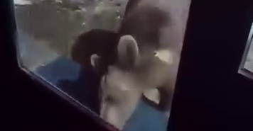 uludagda-ayi-ailesi-kameradaani-hareket-panige-neden-oldu-2M6aiXm5.jpg