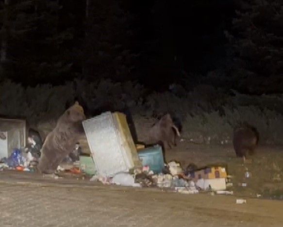 uludagda ayi ailesine sucuk ziyafeti cekerken saldiriya ugradi 2 pTNWBu8U