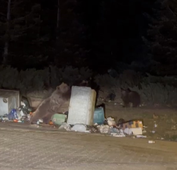 uludagda ayi ailesine sucuk ziyafeti cekerken saldiriya ugradi 3
