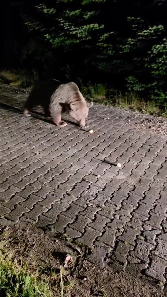 Uludağ’da görülen iri ayı hayrete düşürdü 4 uludagda gorulen iri ayi hayrete dusurdu 0