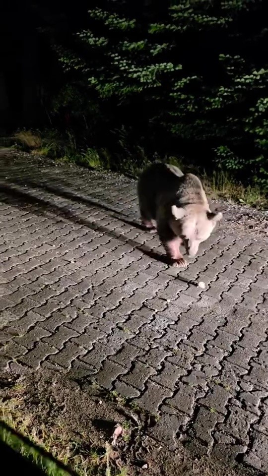 Uludağ’da görülen iri ayı hayrete düşürdü 6 uludagda gorulen iri ayi hayrete dusurdu 2 Ks7NeR93