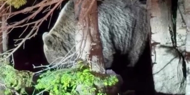 uludagda-gorulen-iri-ayi-hayrete-dusurdu-SQawLa8e.jpg