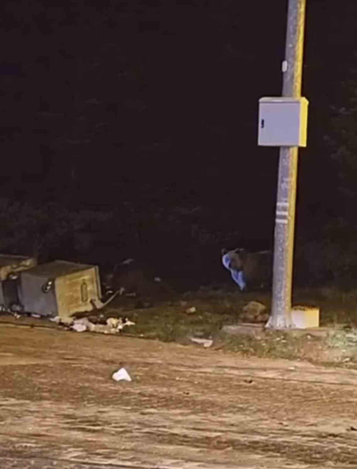 uludagda kis uykusuna yatmayan ayilar cop konteynerlerini talan etti 1 Dnvh79Lw