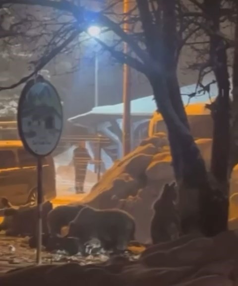 uludagda kis uykusundan uyanan ayi ailesi yemek icin sarialana indi 0 RZLyK4YP