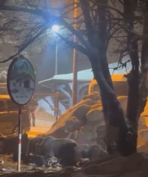 uludagda kis uykusundan uyanan ayi ailesi yemek icin sarialana indi 1 DVwADdYy