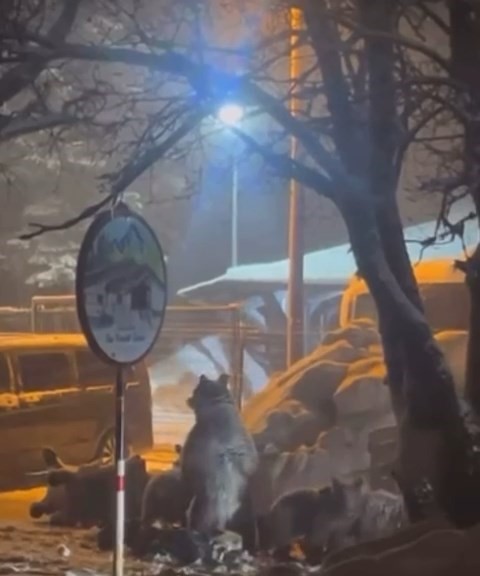 uludagda kis uykusundan uyanan ayi ailesi yemek icin sarialana indi 2 259SKXq7