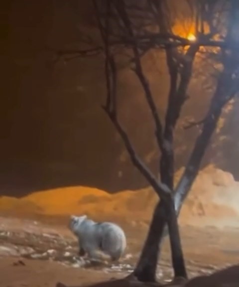 uludagda kis uykusundan uyanan ayi ailesi yemek icin sarialana indi 3