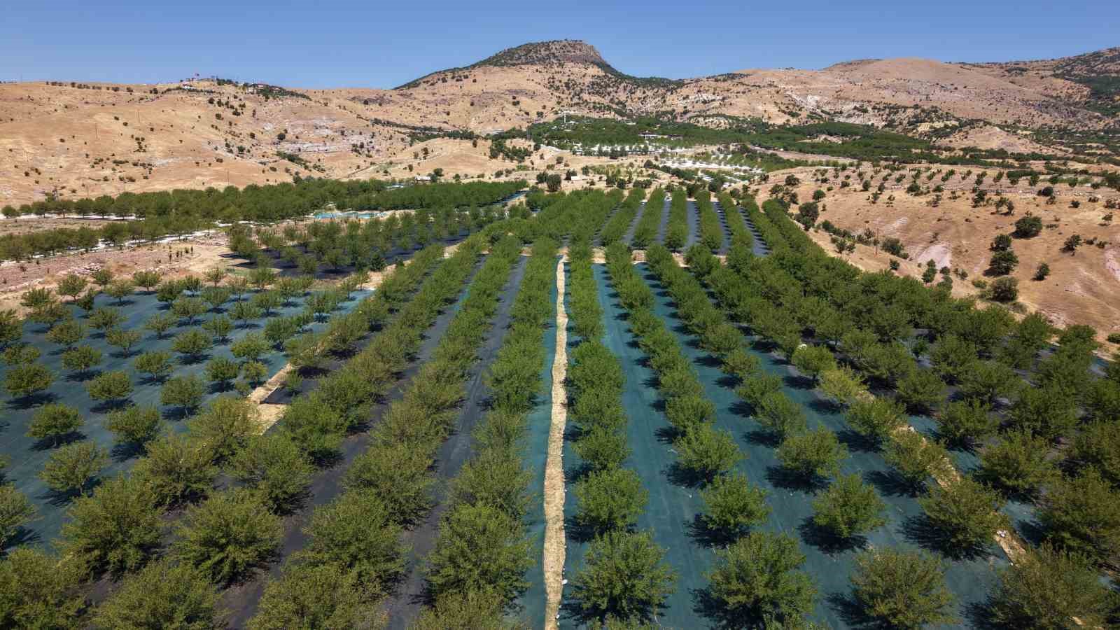 Ulukale dutunda bu yıl 650 ton rekolte beklentisi 6 ulukale dutunda bu yil 650 ton rekolte beklentisi 2 mPVVyhHC