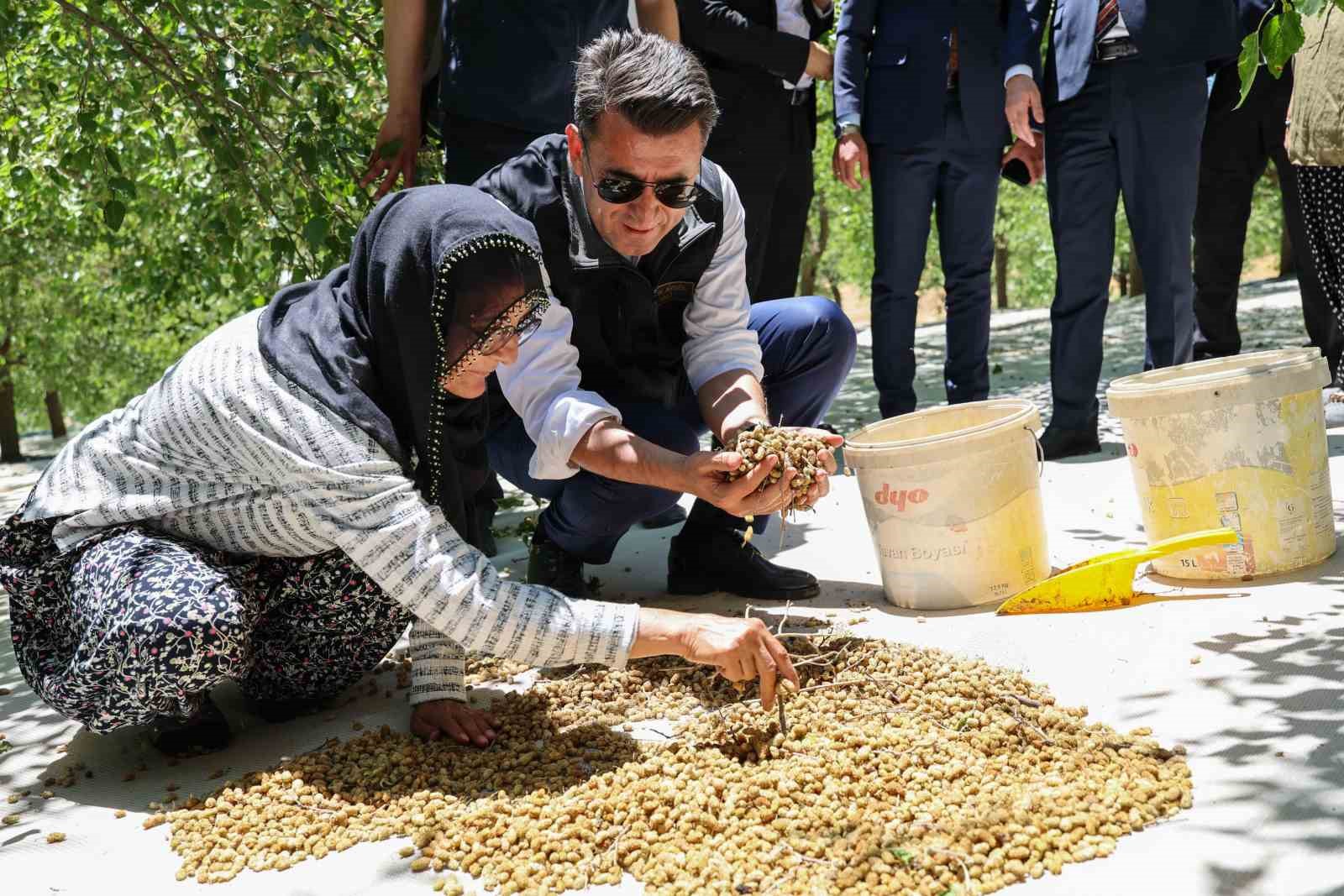 Ulukale dutunda bu yıl 650 ton rekolte beklentisi 8 ulukale dutunda bu yil 650 ton rekolte beklentisi 4 tZl5BDib