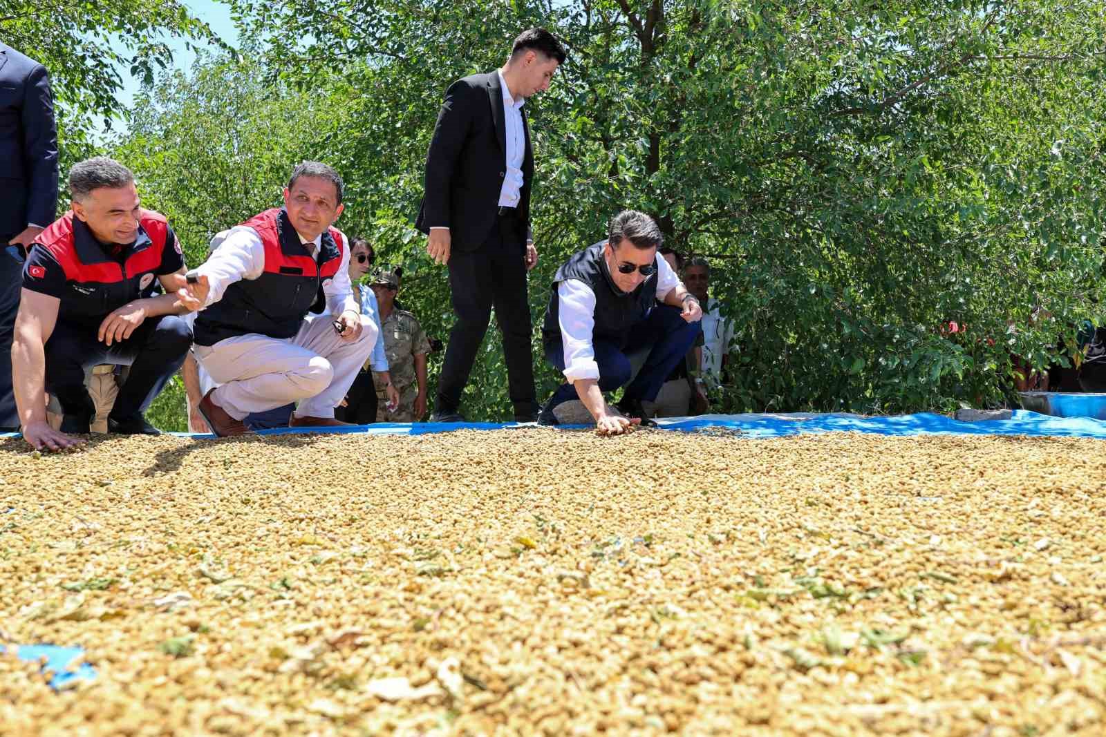 Ulukale dutunda bu yıl 650 ton rekolte beklentisi 9 ulukale dutunda bu yil 650 ton rekolte beklentisi 5 4Pf4lgDK