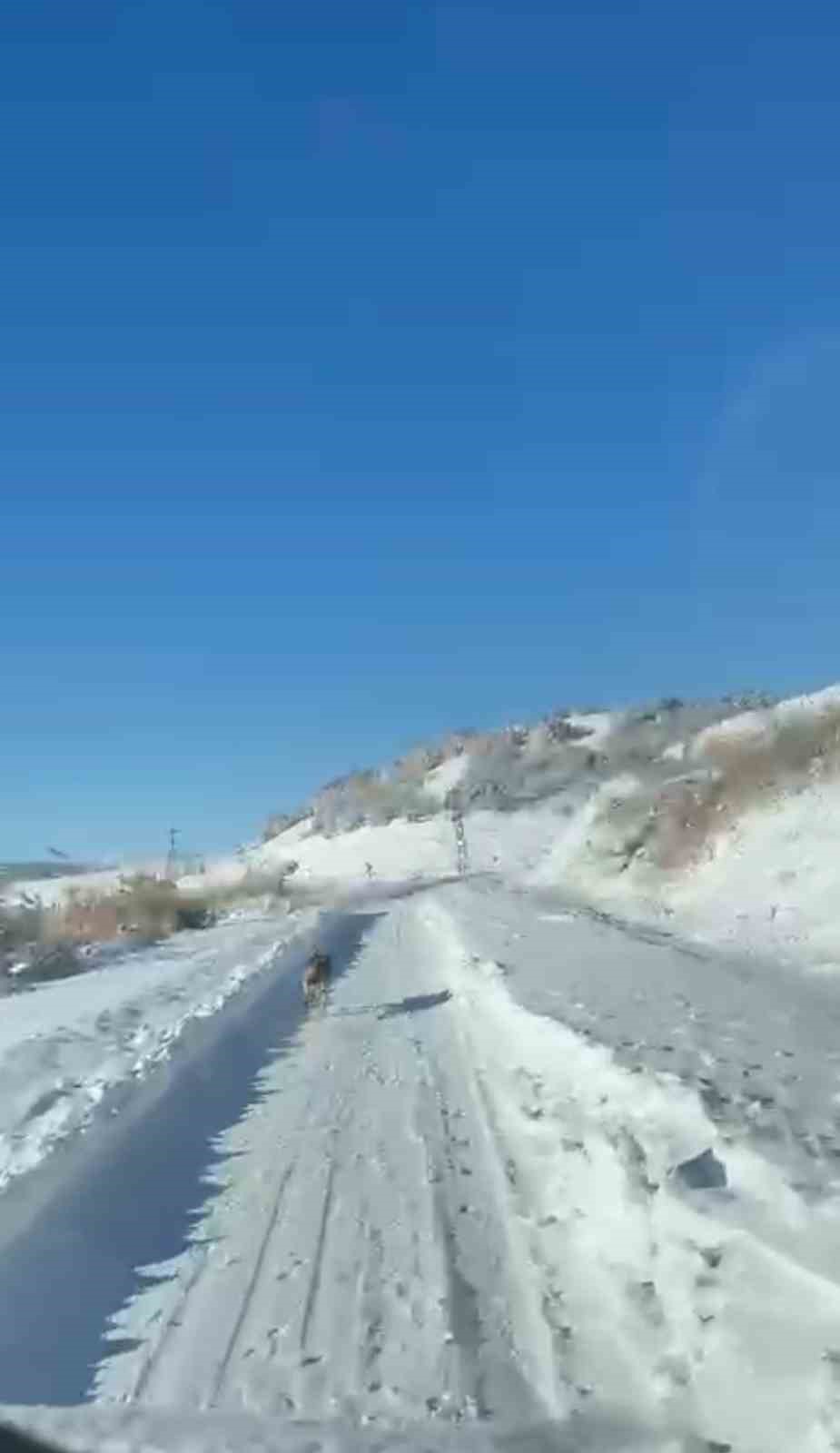 umke ekiplerinin hasta yolculuguna kurt eslik etti 1 7KBk9L8c