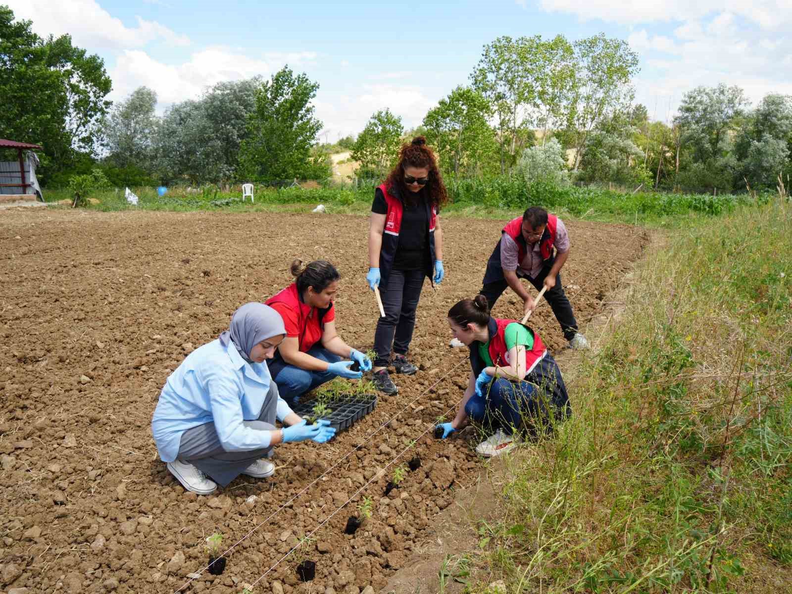 universite serasinda uretiliyor ciftcilerin geliri aromatik bitkilerle artacak 0 eAXvB8Vj