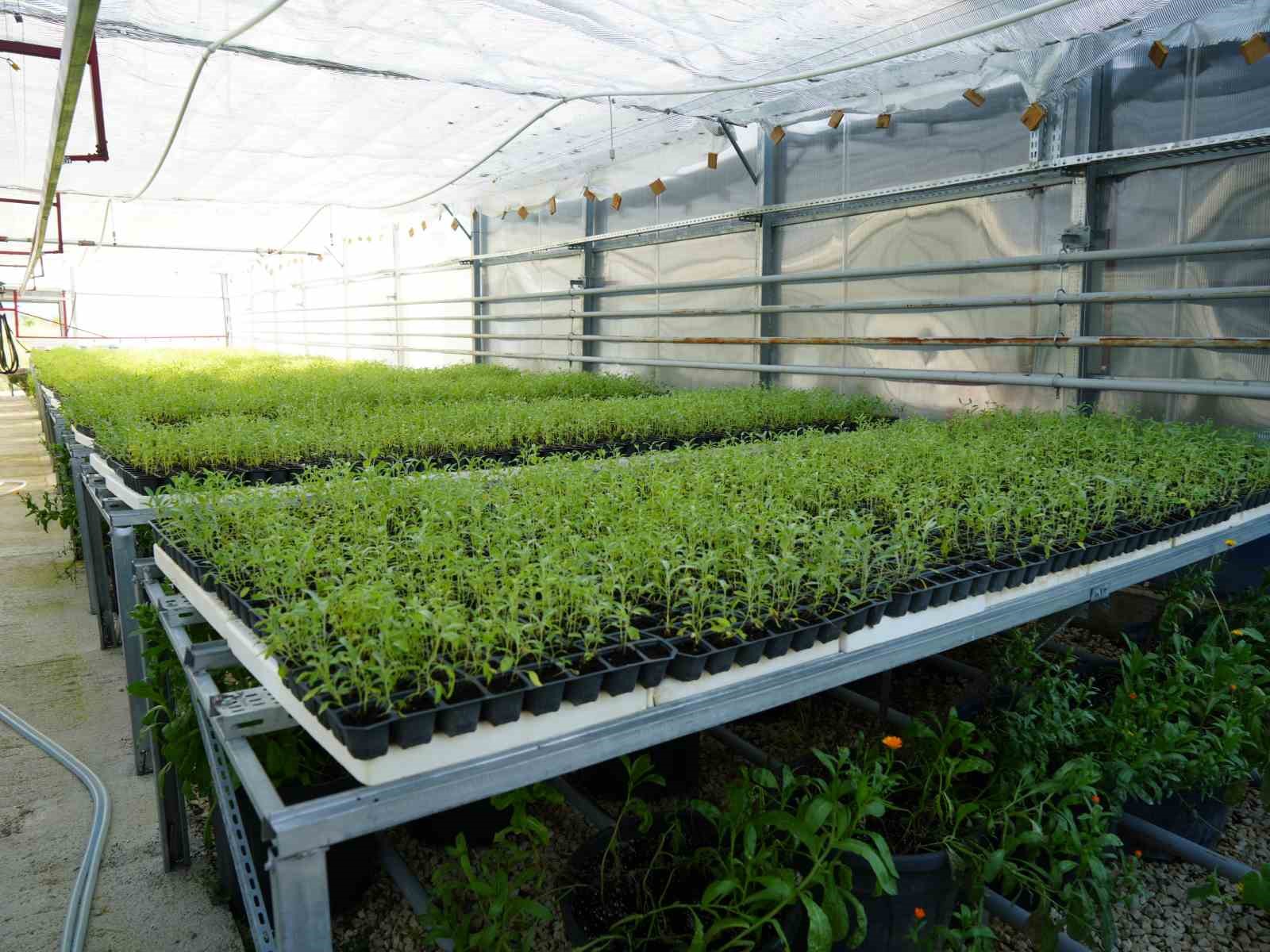 universite serasinda uretiliyor ciftcilerin geliri aromatik bitkilerle artacak 2 Pp9Itqf3