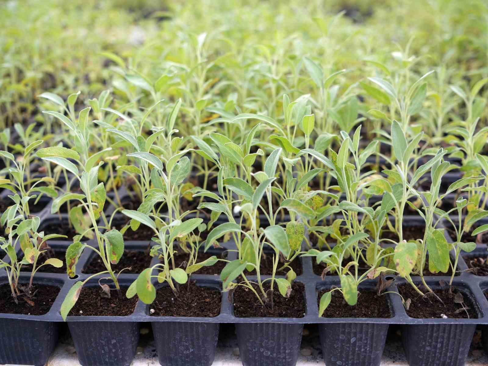 universite serasinda uretiliyor ciftcilerin geliri aromatik bitkilerle artacak 3 AzlKy674