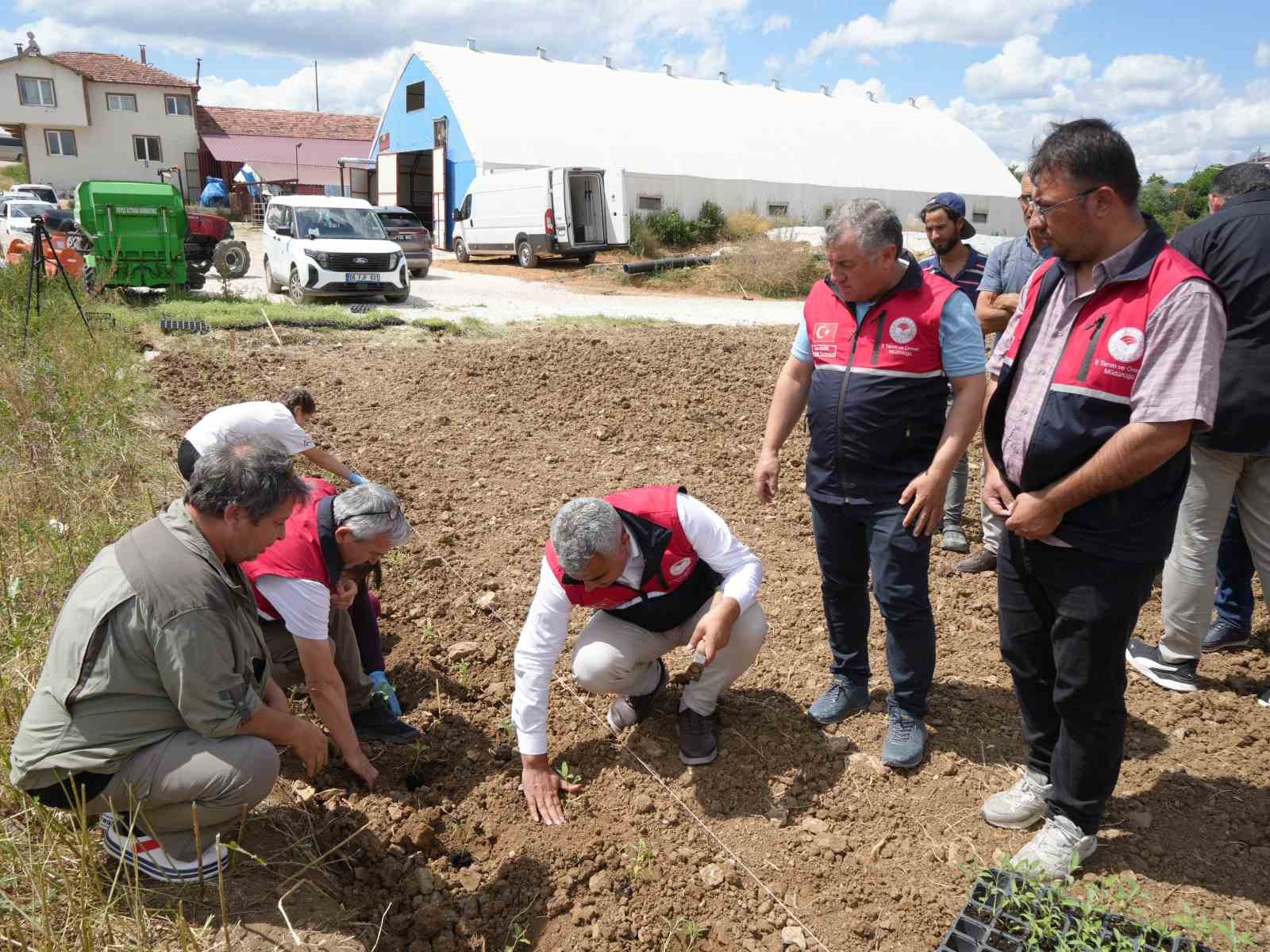 universite serasinda uretiliyor ciftcilerin geliri aromatik bitkilerle artacak 4 fQvOM2cH