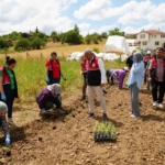 universite-serasinda-uretiliyor-ciftcilerin-geliri-aromatik-bitkilerle-artacak-BjNkSAZY.jpg